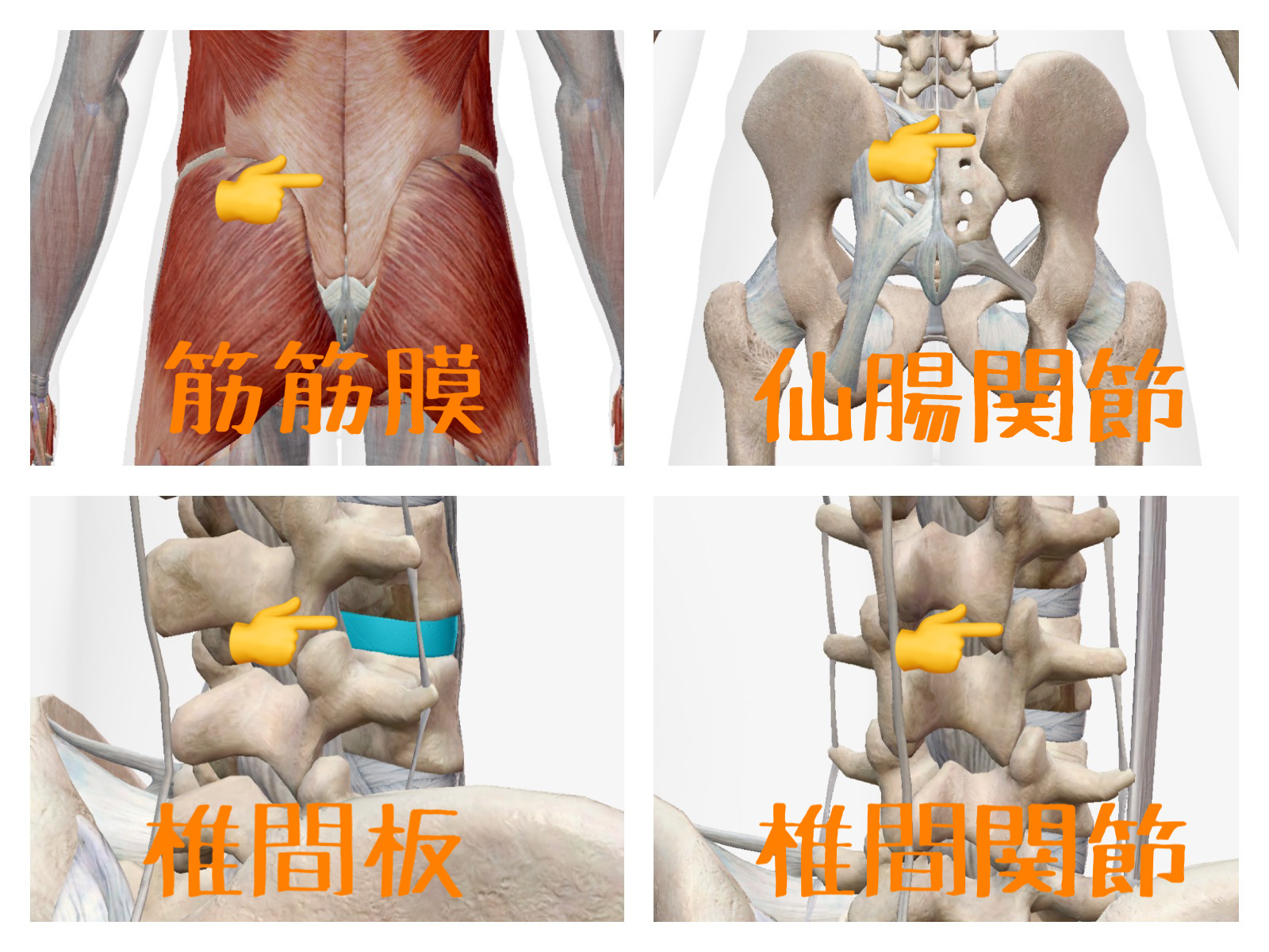 腰痛の原因は